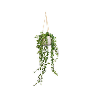 Patt Hanging Plant Pot - Grey Washed & Ivy