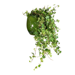 Hedera helix Pittsburgh - English Ivy & Aimee Plant Pot - Pear