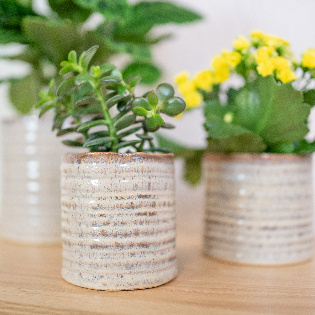 Hera Plant Pot - Ivory Lifestyle with Succulent Close Up