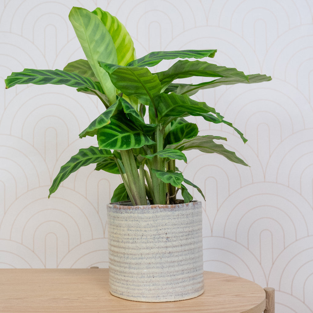 Hera Plant Pot - Ivory with Aglaonema Houseplant