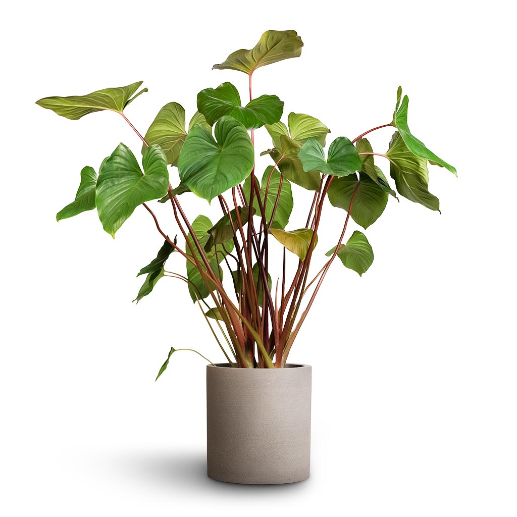 Max Refined Planter Clouded Grey - Large