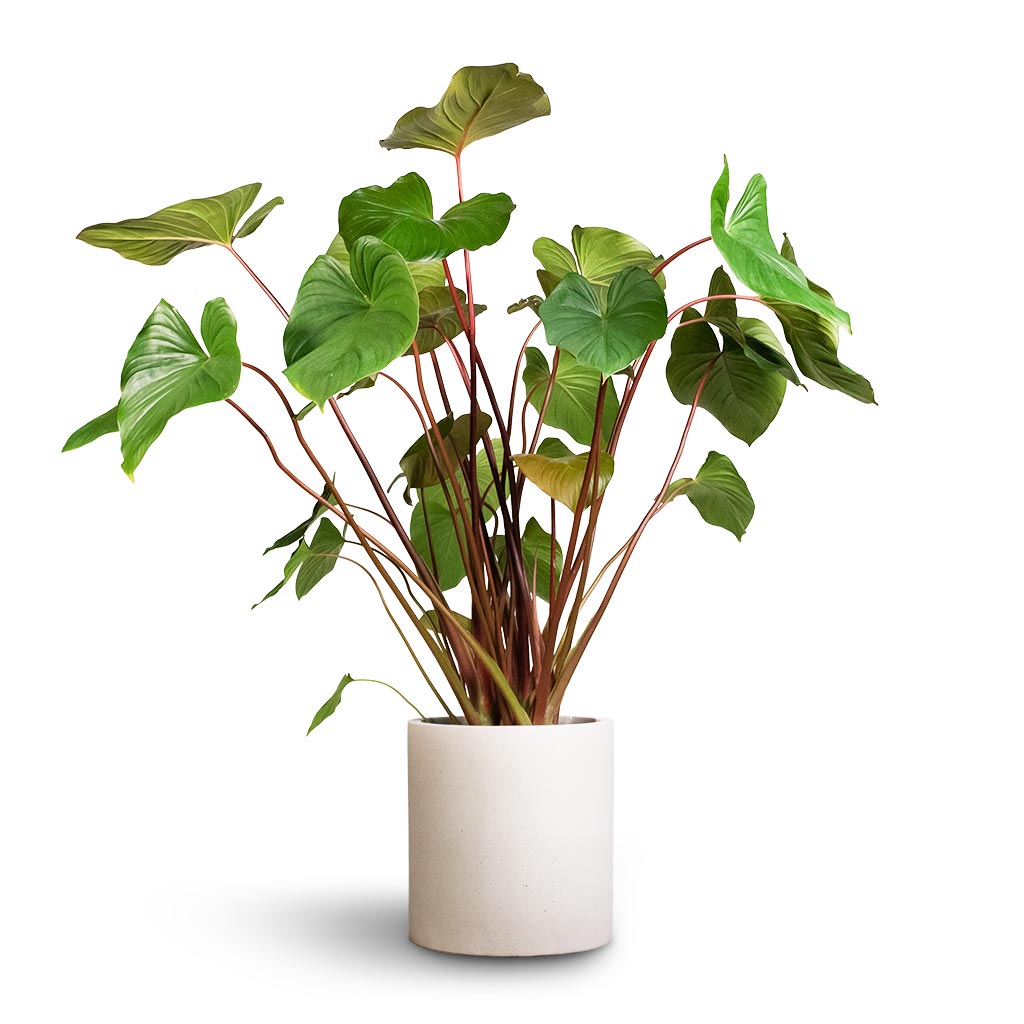 Homalomena rubescens Maggy - Shield Plant & Max Refined Planter - Natural White