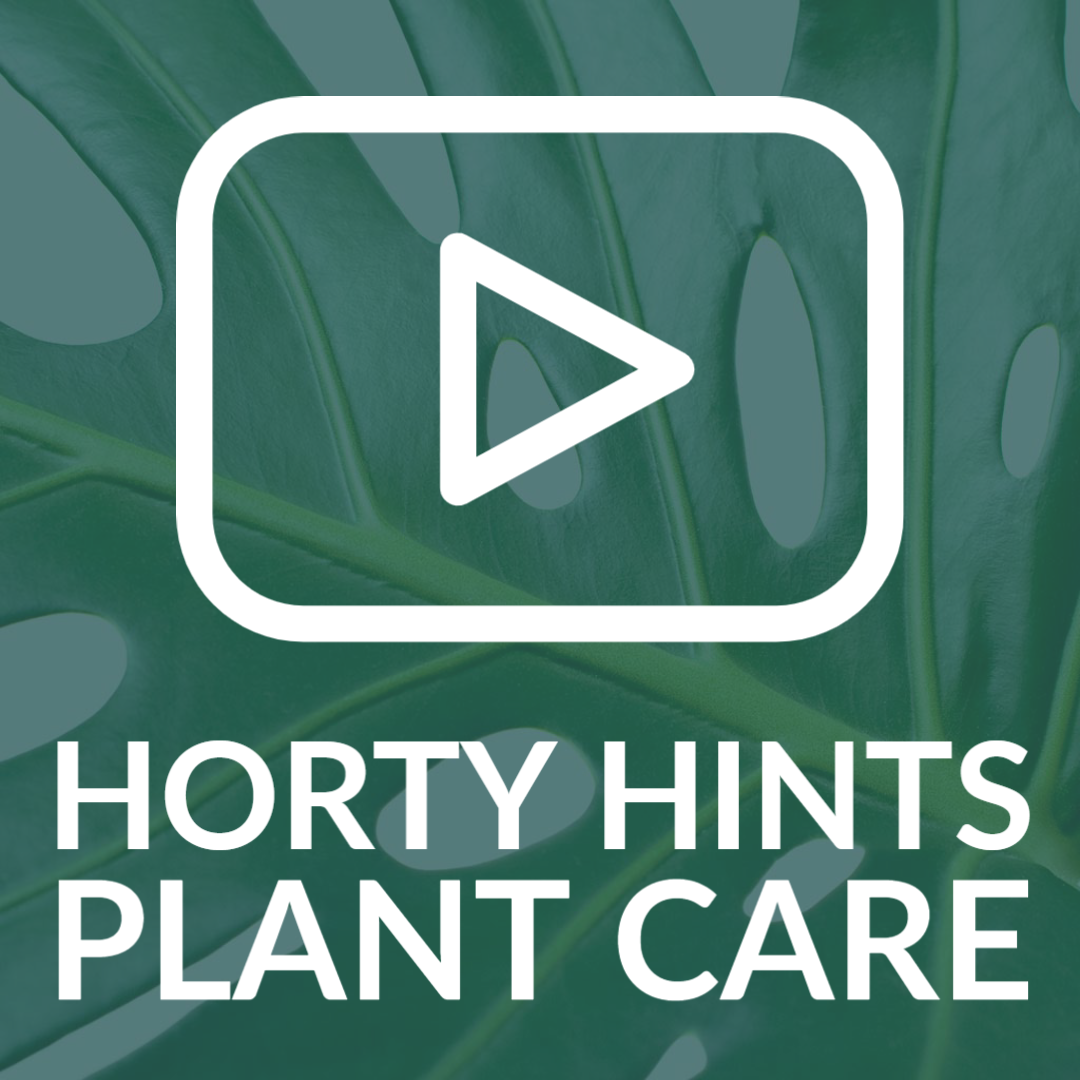 Boston Fern Houseplant Care Tips From Hortology