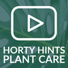Boston Fern Houseplant Care Tips From Hortology