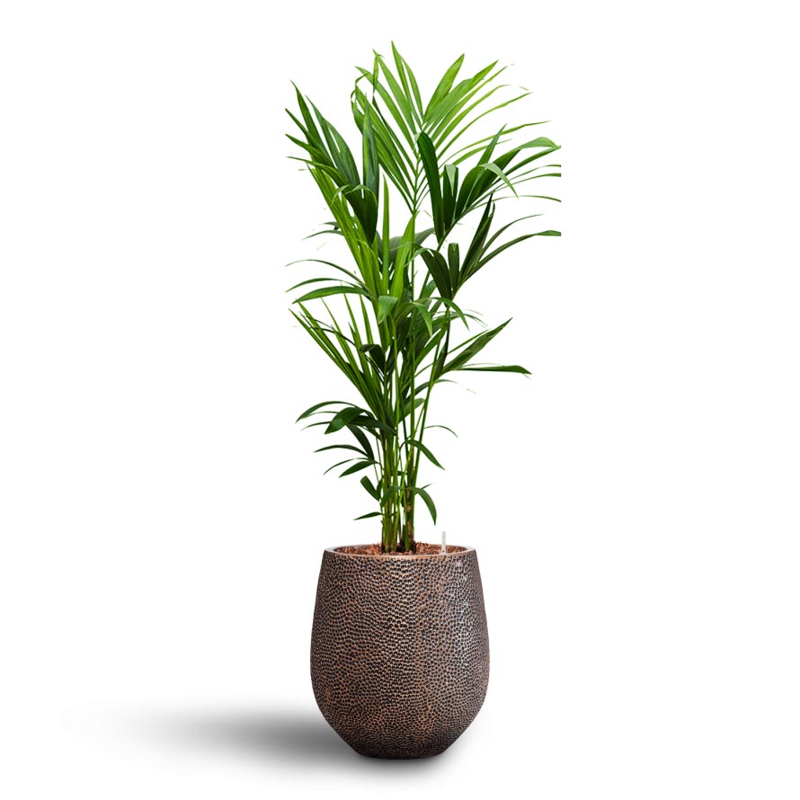 Howea - Kentia Palm - Hydroculture & Opus Hit Darcy Planter - Gold
