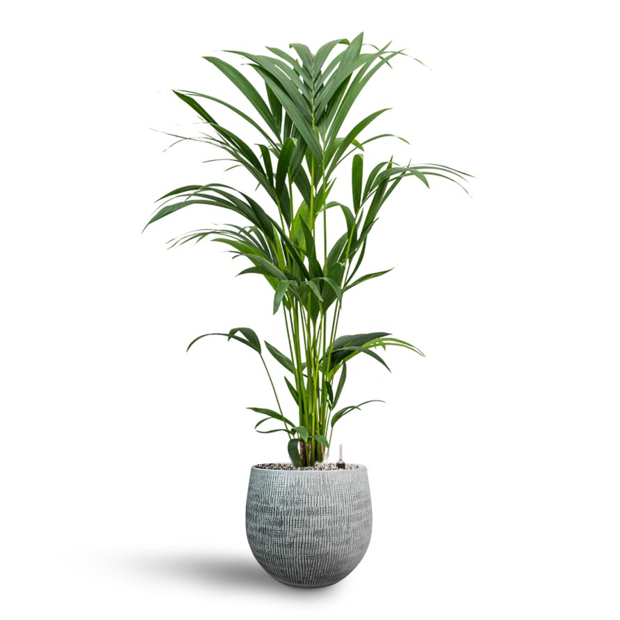 Howea Kentia Palm Hydroculture & Ryan Plant Pot White Black