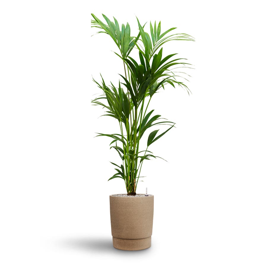 Howea - Kentia Palm - Hydroculture & Chao Plant Pot - Concrete