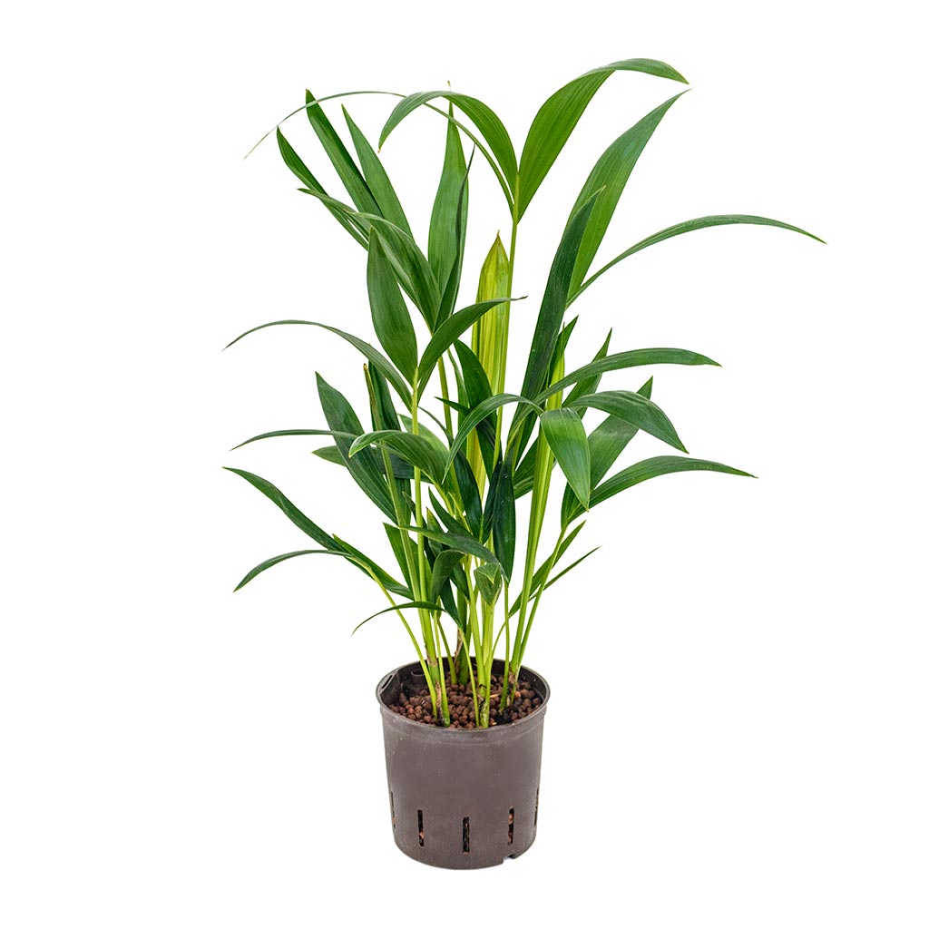 Howea - Kentia Palm - Hydroculture - 13/12 x 45cm