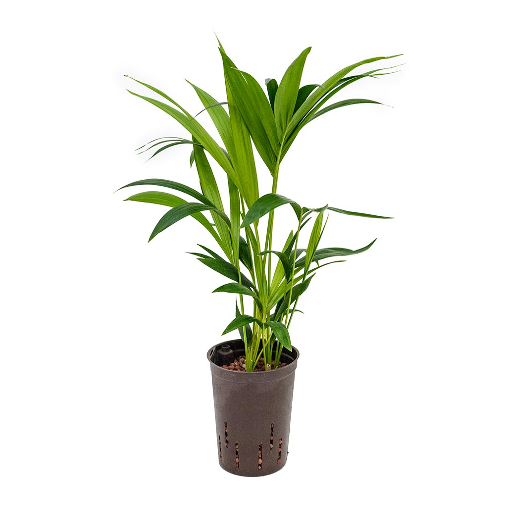 Howea - Kentia Palm - Hydroculture - 15/19 x 60cm