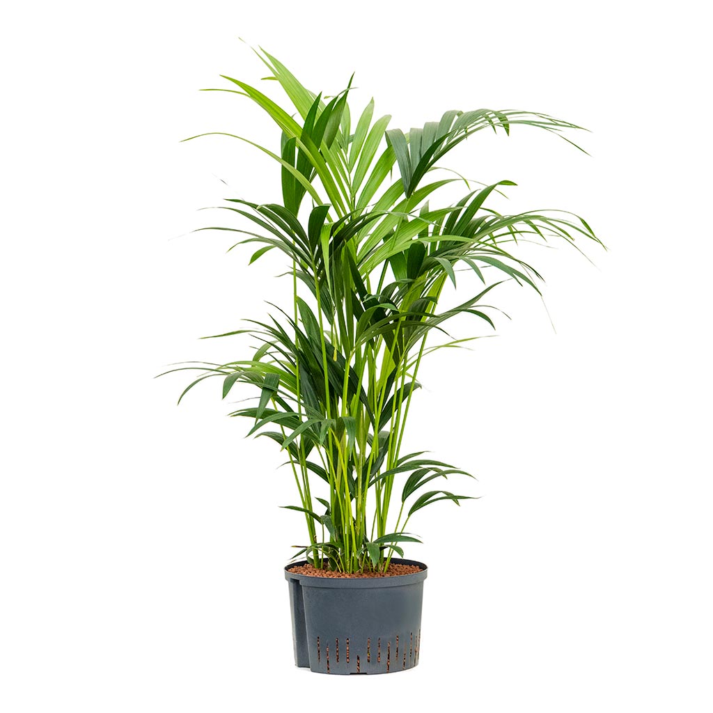 Howea - Kentia Palm - Hydroculture - 28/19 x 100cm