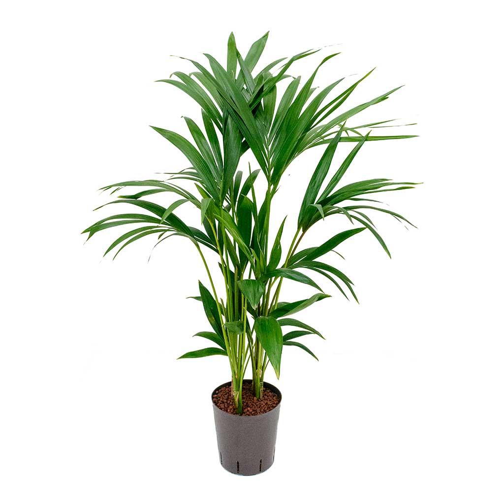 Howea Kentia Palm Hydroculture Indoor Plant 100cm