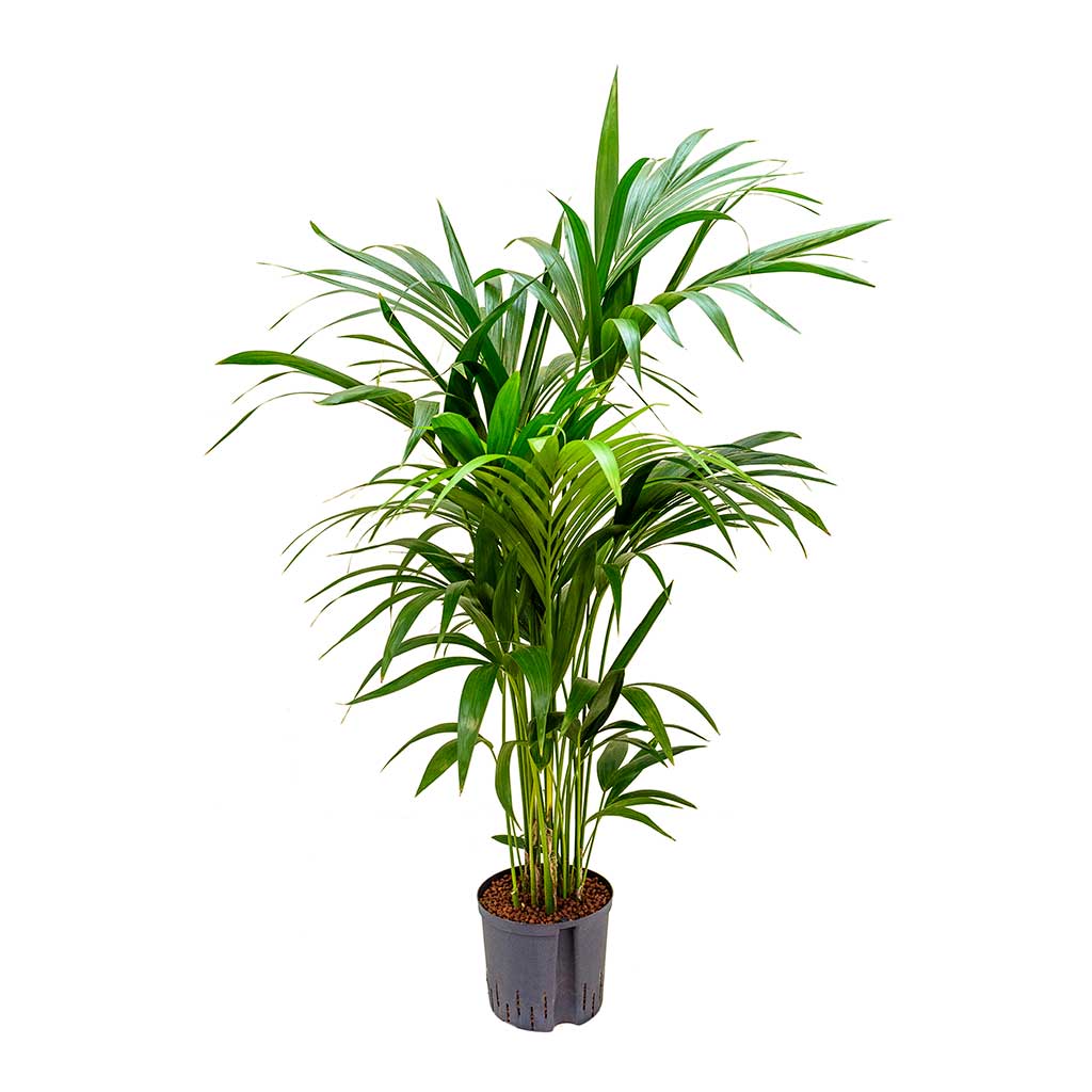 Howea Kentia Palm Hydroculture Indoor Plant 140cm