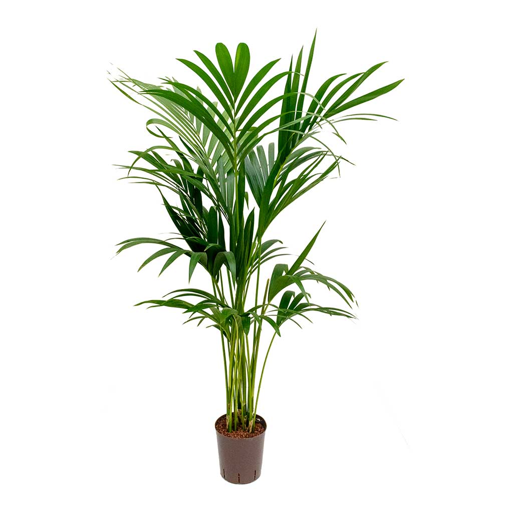 Howea Kentia Palm Hydroculture Indoor Plant 140cm