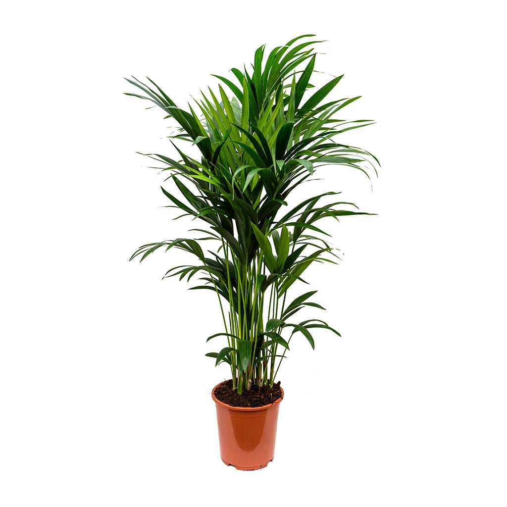 Howea forsteriana - Kentia Indoor Palm 27 x 150cm