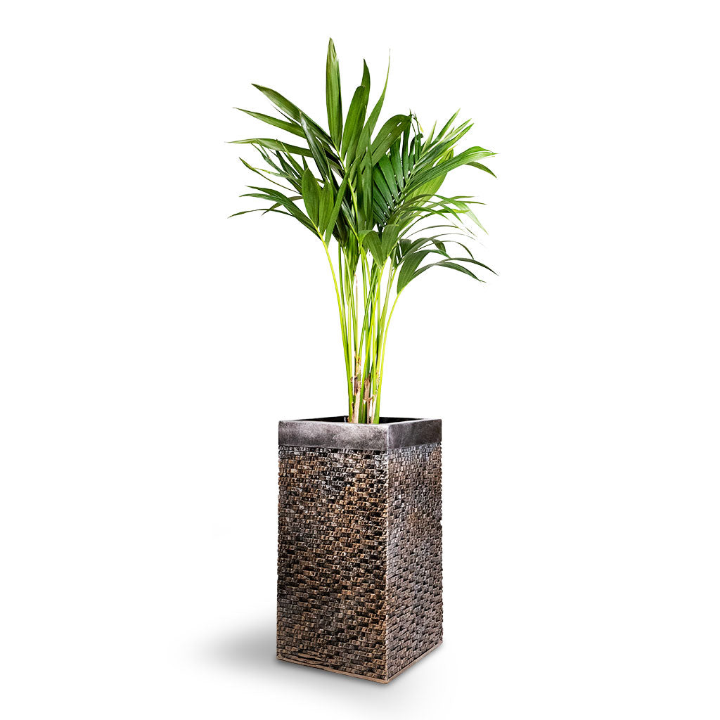 Howea forsteriana - Kentia Palm & Luxe Lite Layer Square Planter - Bronze