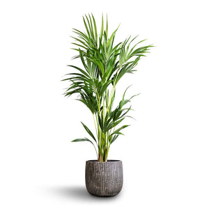 Feico Plant Pot - Metal Black & Kentia Palm