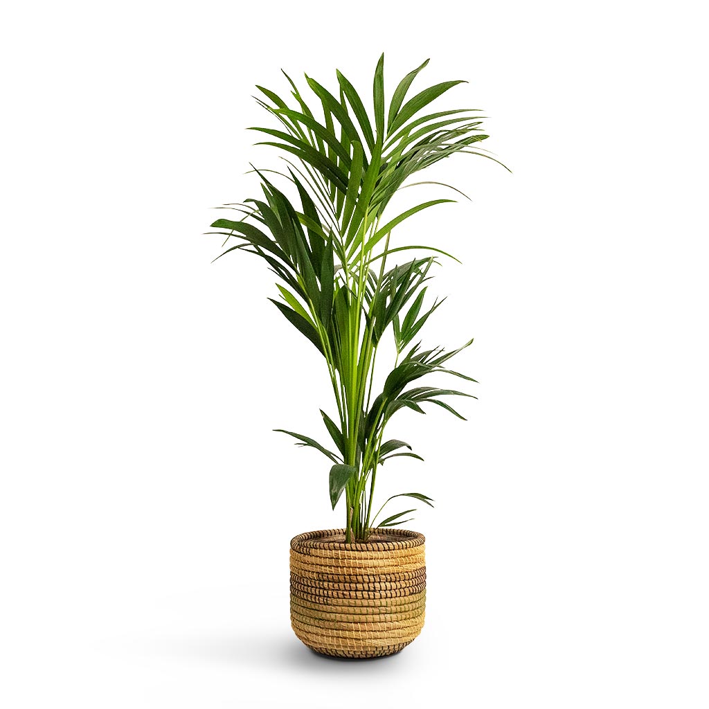 Howea forsteriana Kentia Palm Indoor Plant & Jane Plant Baskets Set of 5 Jungle