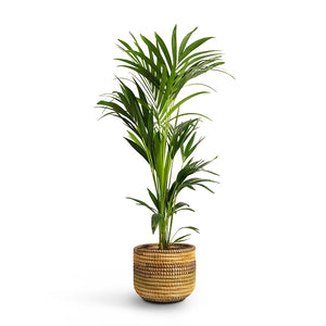 Howea forsteriana Kentia Palm Indoor Plant & Jane Plant Baskets Set of 5 Jungle