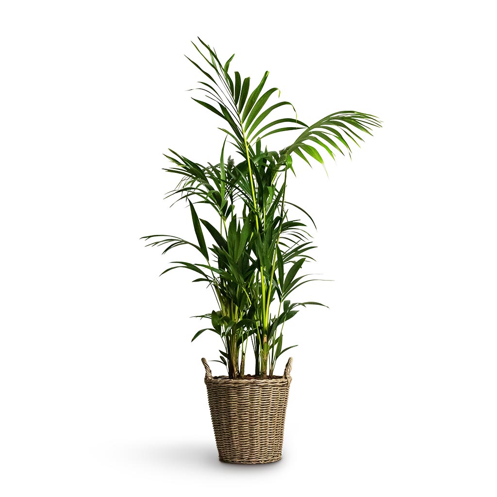 Howea forsteriana - Kentia Palm Houseplant & Nanna Wikr Plant Basket - Natural