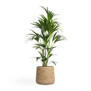 Howea forsteriana - Kentia Palm Houseplant & Patt Plant Pot - Straw Grass