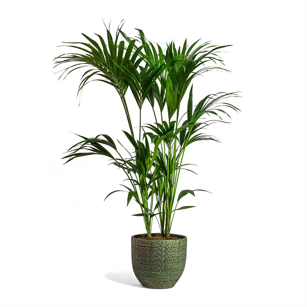 Howea forsteriana Kentia Palm & Rinca Plant Pot - Shiny Green