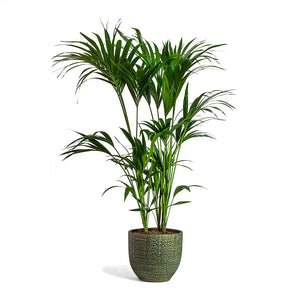 Howea forsteriana Kentia Palm & Rinca Plant Pot - Shiny Green