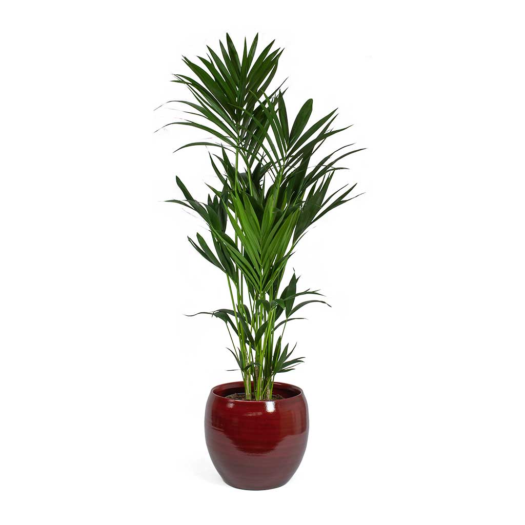 Howea forsteriana Kentia Palm & Cresta Plant Pot Deep Red