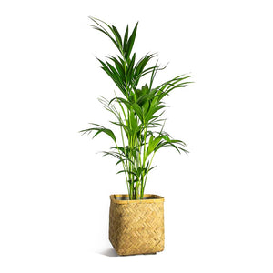Howea forsteriana Kentia Palm & Kobe Bamboo Planter Plant Pot
