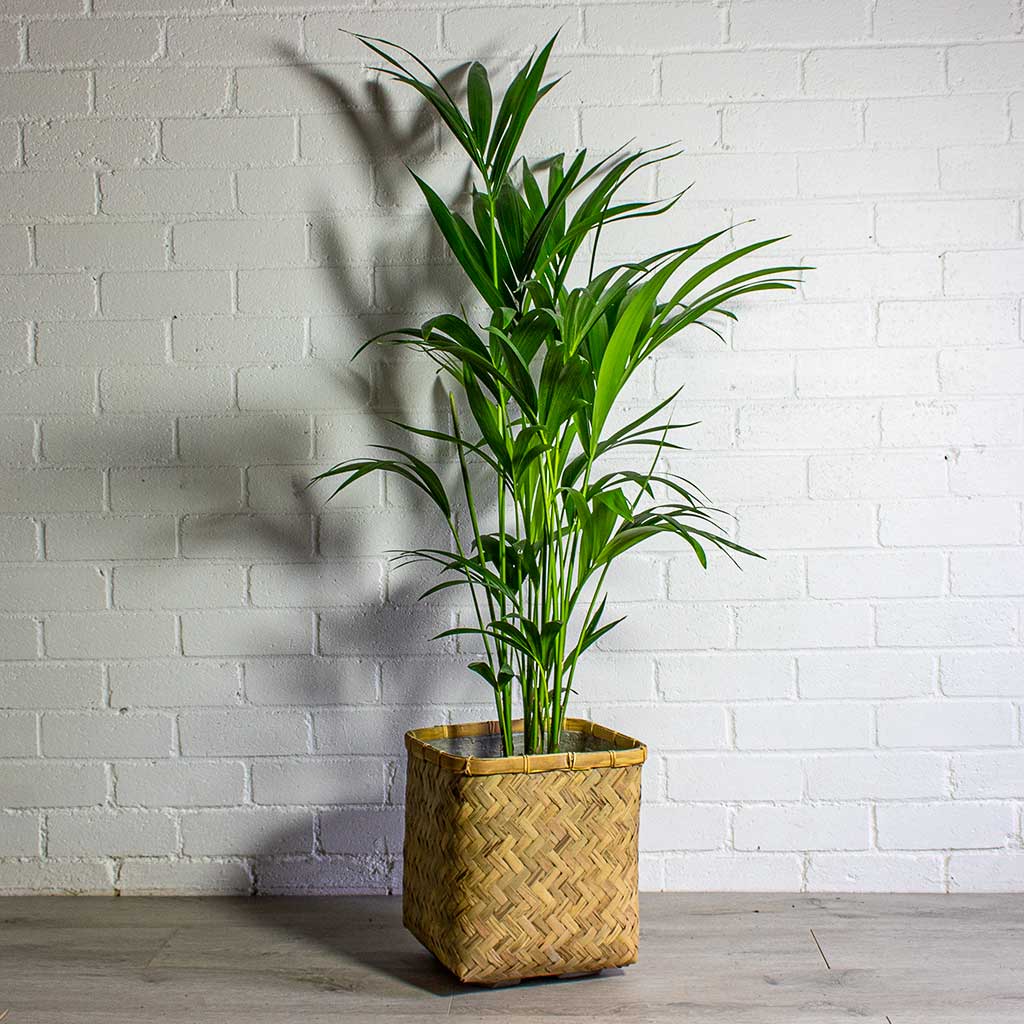 Howea forsteriana Kentia Palm & Kobe Bamboo Planter Plant Pot