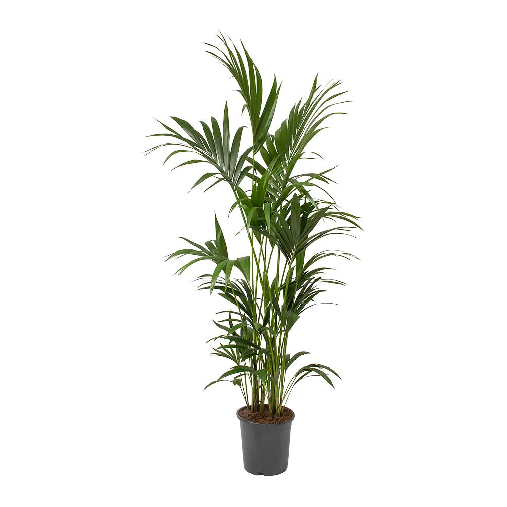 Howea forsteriana - Kentia Palm Large