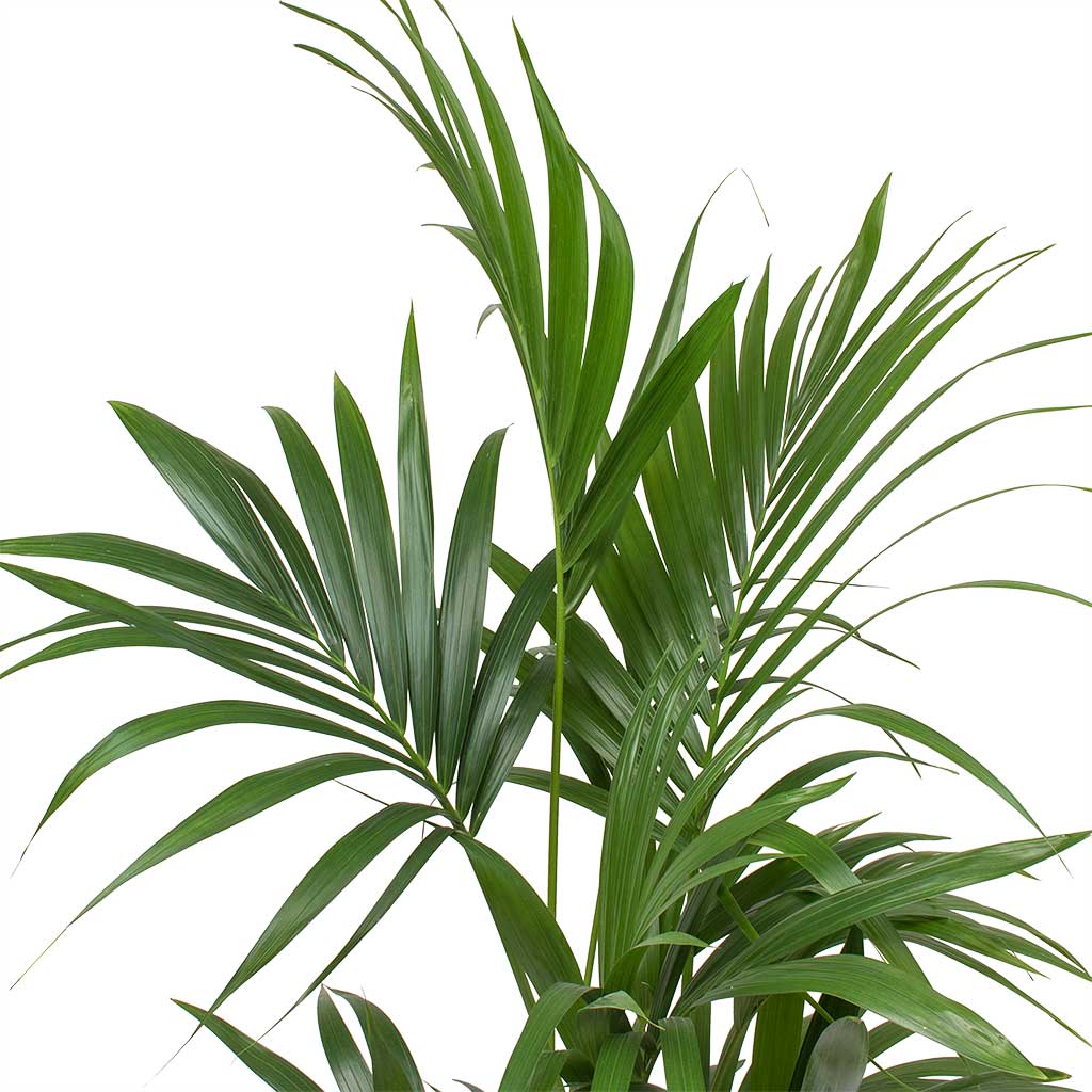 Howea forsteriana - Kentia Palm & Bucket Essentials Planter - White
