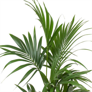 Howea forsteriana - Kentia Palm Large Leaves