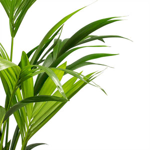 Howea forsteriana - Kentia Palm - Leaves