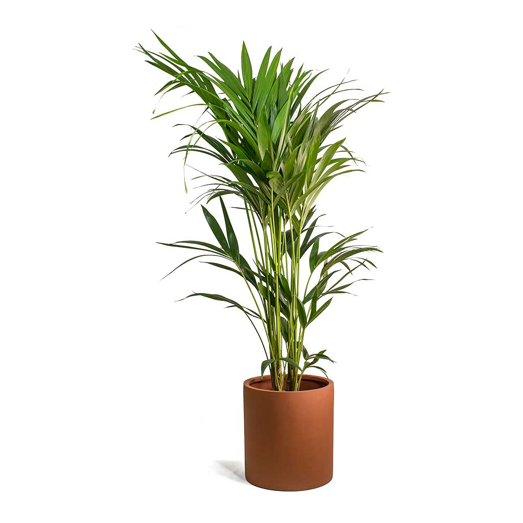 Howea forsteriana Kentia Palm & Max Refined Planter Canyon Orange