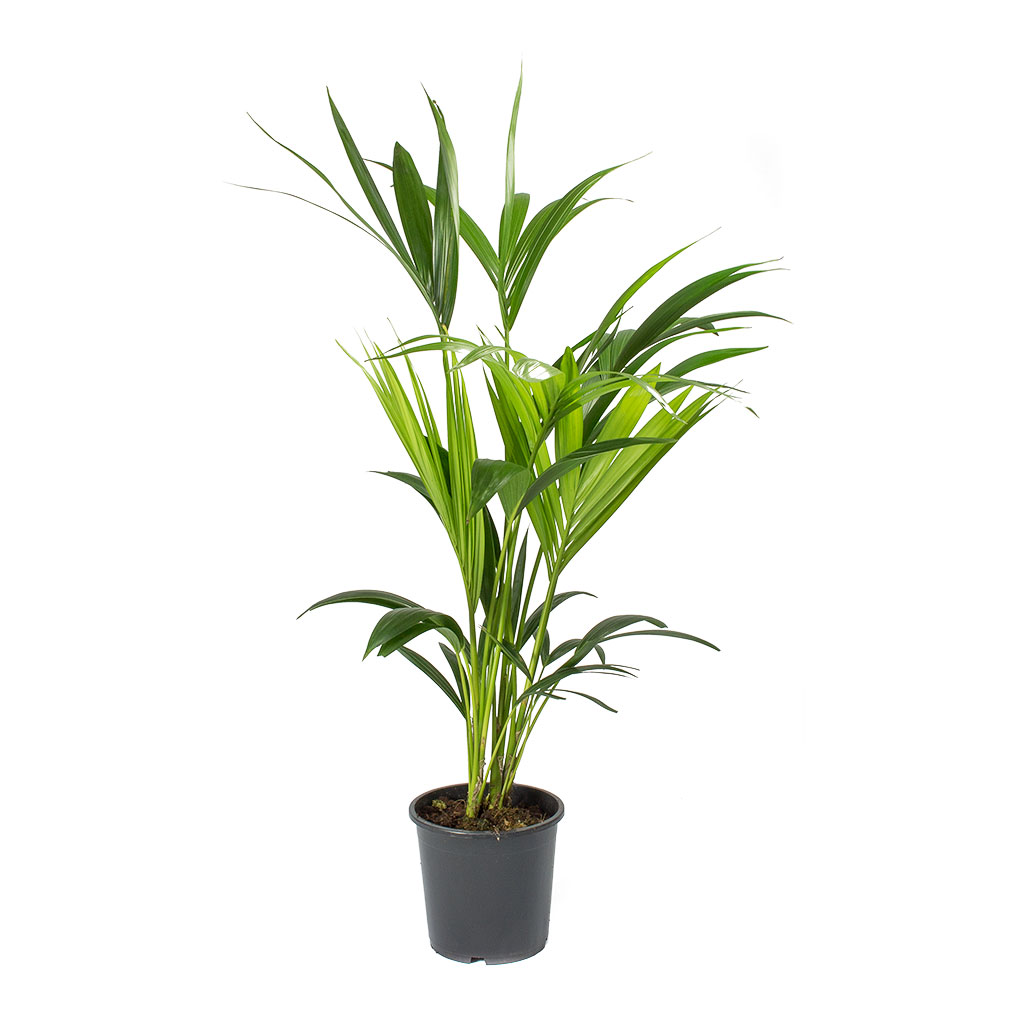 Howea forsteriana - Kentia Palm 75cm