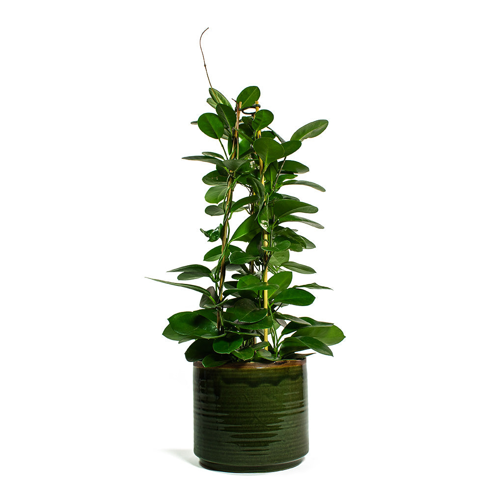 Hoya-australis-Common Wax Flower Column & Jordy Plant Pot - Forest Green