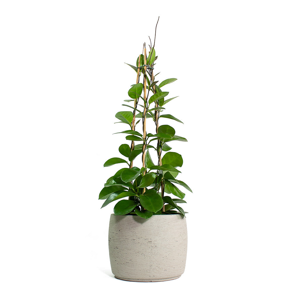 Hoya australis Common Wax Flower Column with Mini Valerie Plant Pot Grey Washed