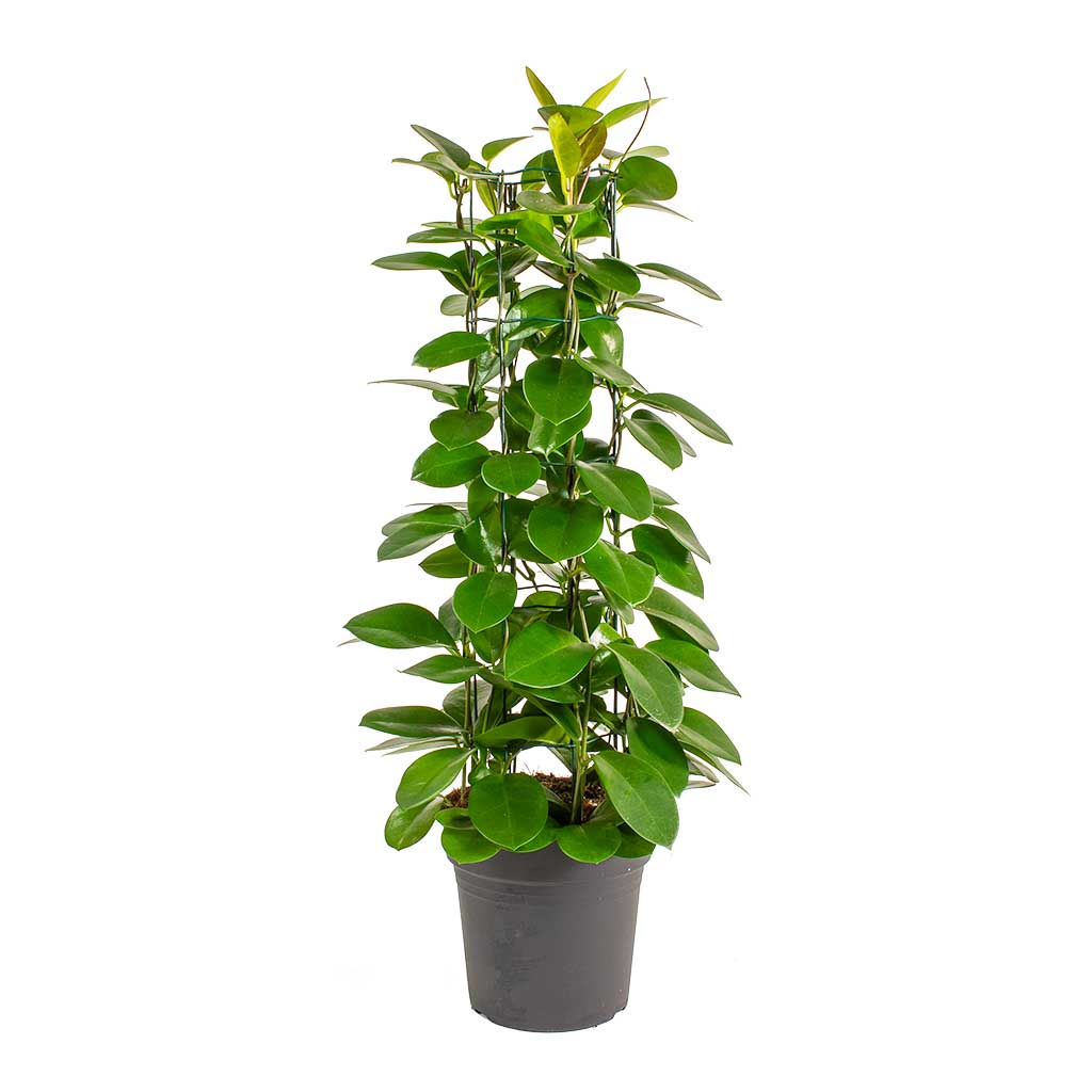 Hoya australis Common Wax Flower Column Small