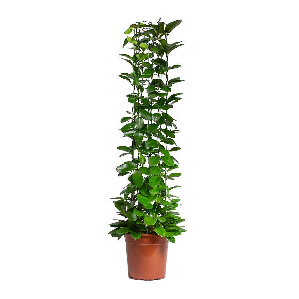 Hoya australis - Common Wax Flower - Column