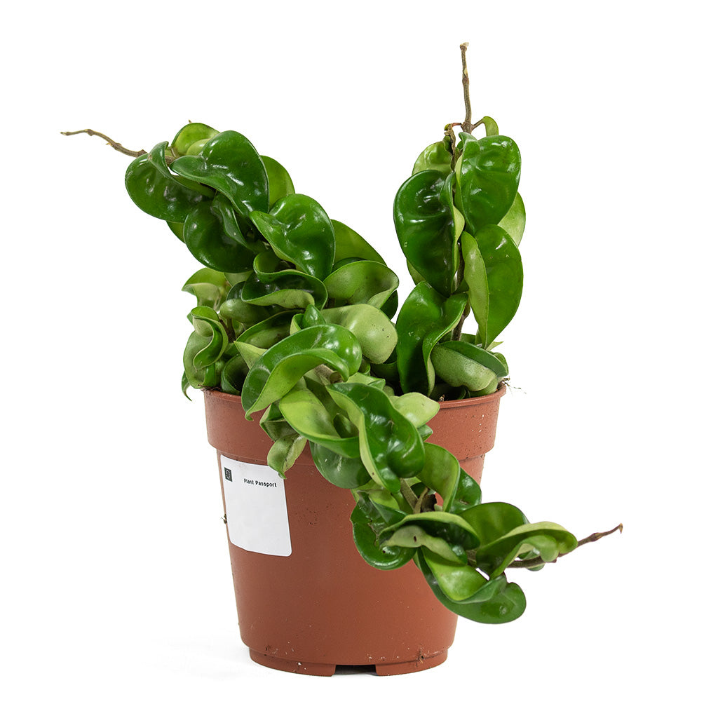 Hoya carnosa Compacta Rope Plant