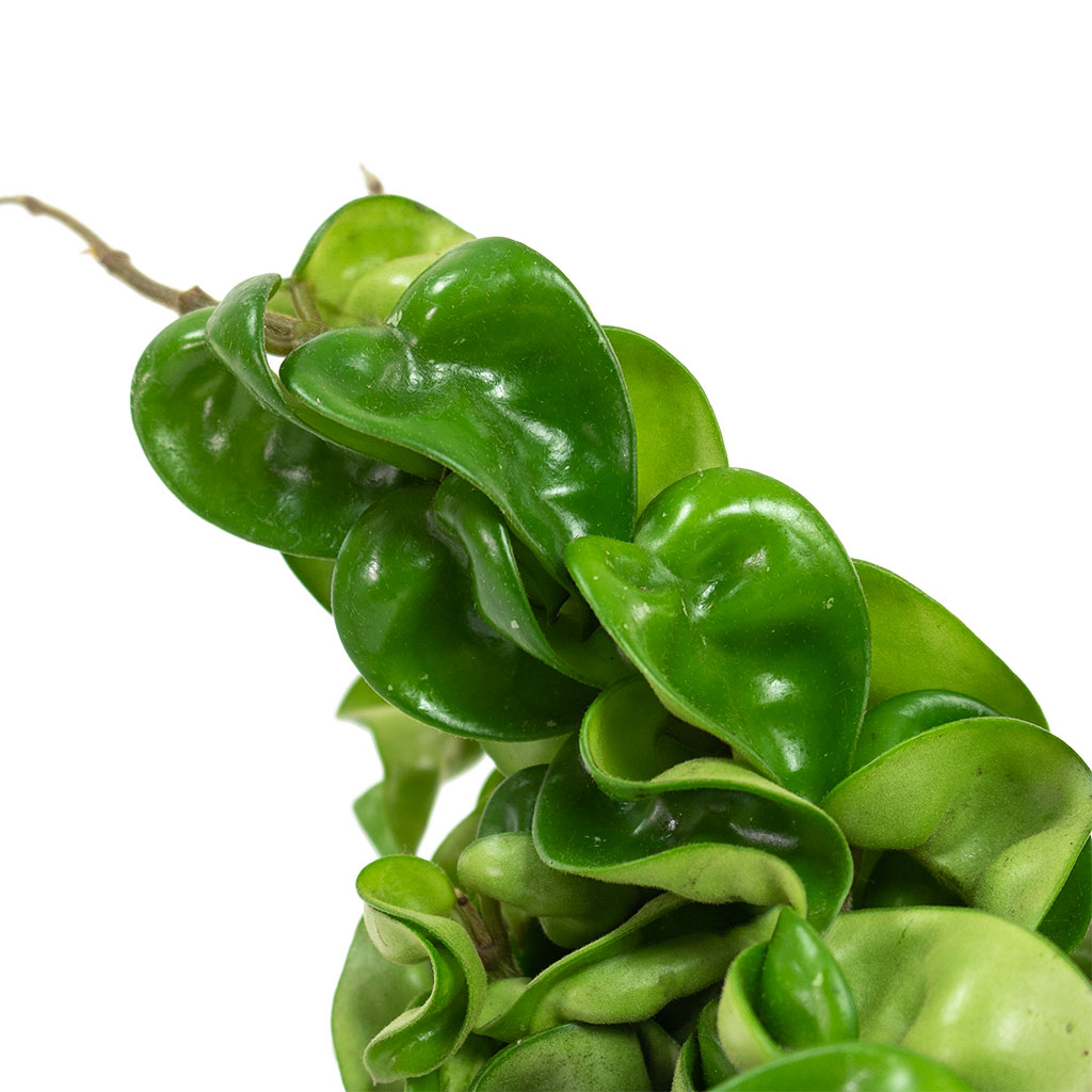 Hoya carnosa Compacta Rope Plant Close-Up