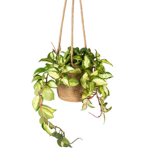 Hoya carnosa Tricolor - Wax Plant Houseplant & Igmar Hanging Plant Basket - Natural