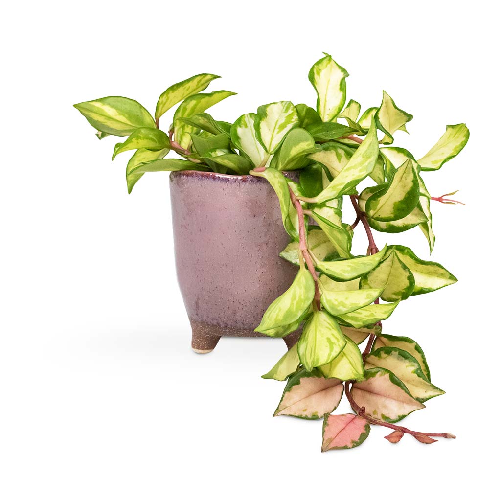 Hoya carnosa Tricolor - Wax Plant Houseplant & Kaat Plant Pot - Old Pink