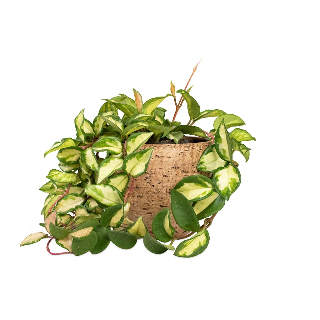 Hoya carnosa Tricolor - Wax Plant Houseplant & Karlijn Plant Pot - Camel