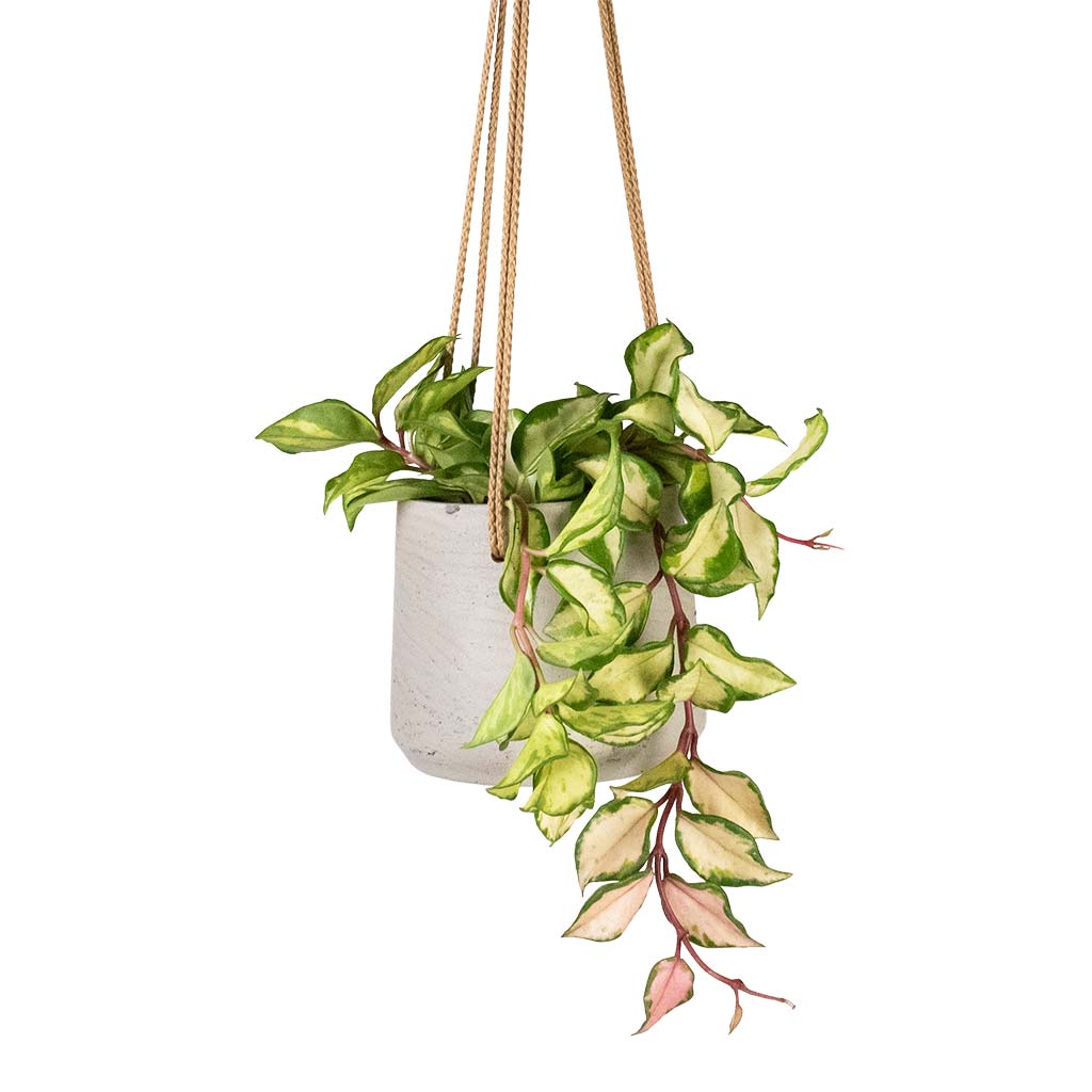 Hoya carnosa Tricolor - Wax Plant Houseplant &amp; Patt Hanging Plant Pot - Grey Washed
