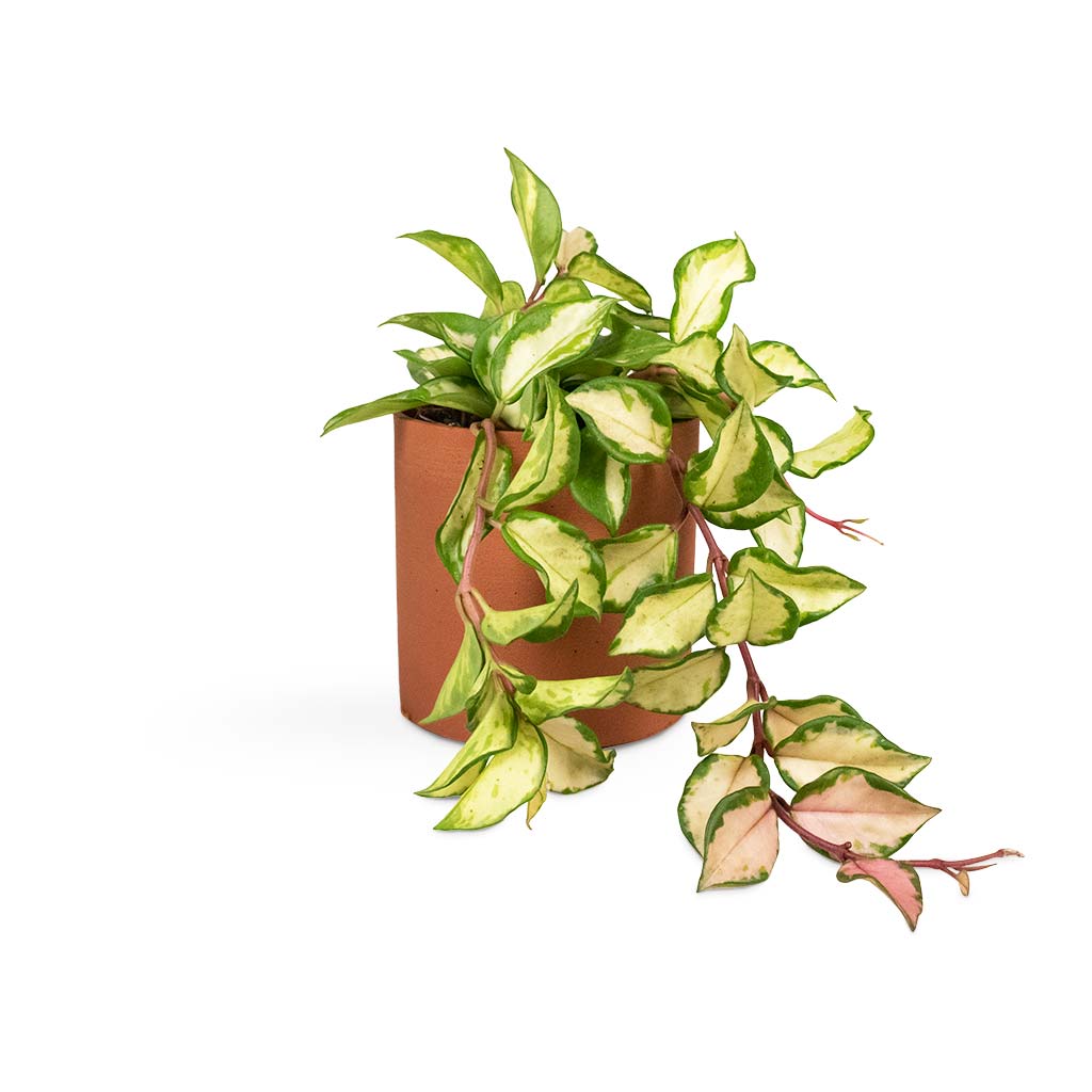 Hoya carnosa Tricolor - Wax Plant Houseplant & Puk Refined Planter - Canyon Orange
