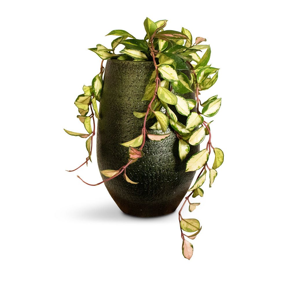 Hoya carnosa Tricolor - Wax Plant & Noor Plant Vase - Velvet Green