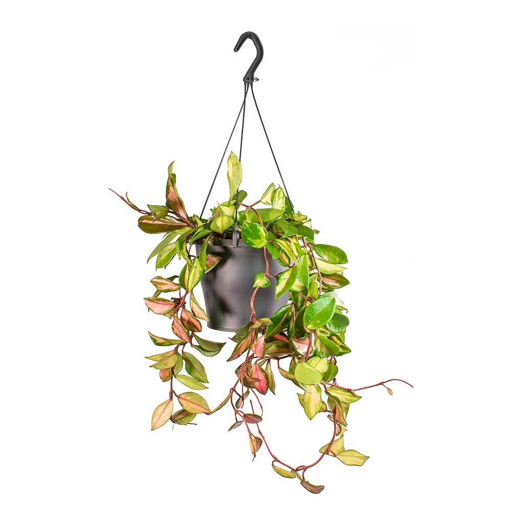 Hoya carnosa Tricolor - Wax Plant Hanger