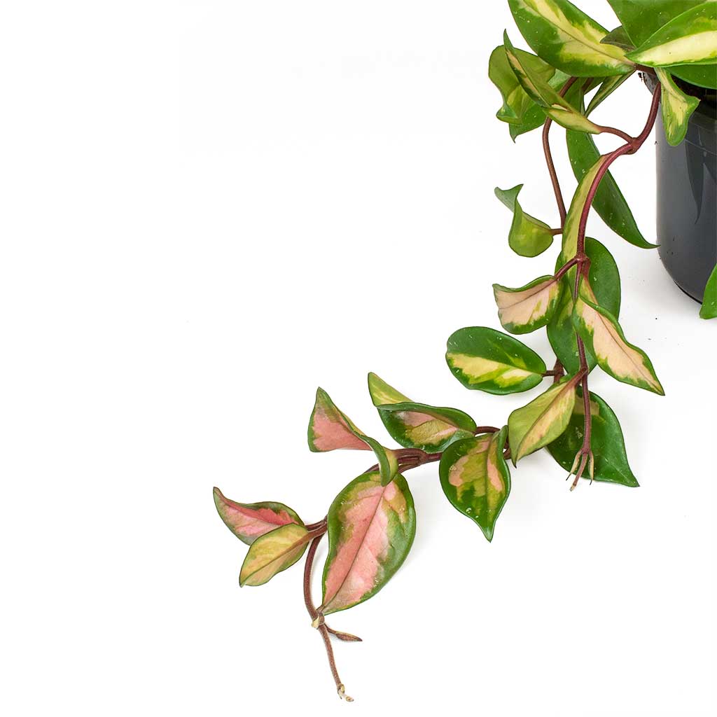 Hoya carnosa Tricolor - Wax Plant Leaves