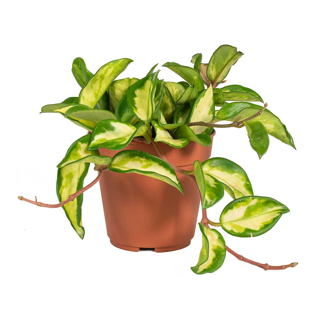 Hoya carnosa Tricolor - Wax Plant Small